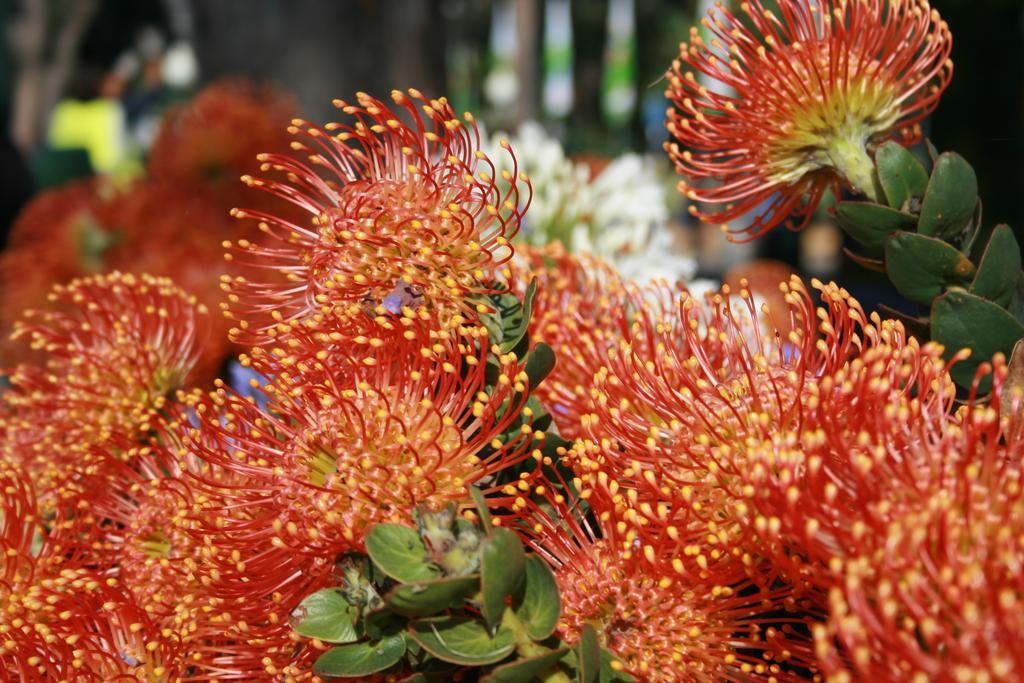 Dorisol Pousada Dos Vinhaticos Serra de Agua ภายนอก รูปภาพ